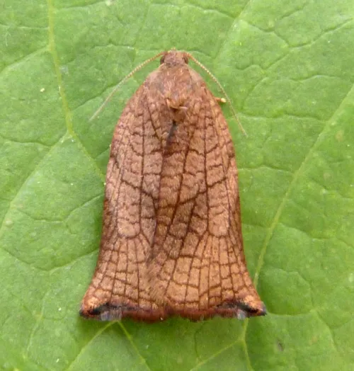 Large Fruit-tree Tortrix - photo 3