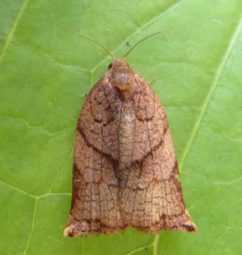 Large Fruit-tree Tortrix - photo 4
