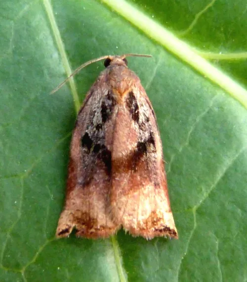 Large Fruit-tree Tortrix - photo 5