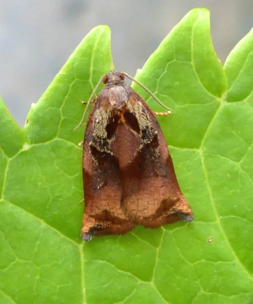 Large Fruit-tree Tortrix - photo 6