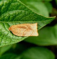 Large Fruit-tree Tortrix - photo 7