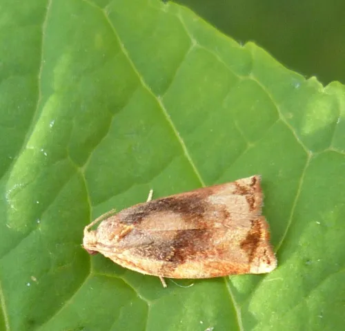 Large Fruit-tree Tortrix - photo 8