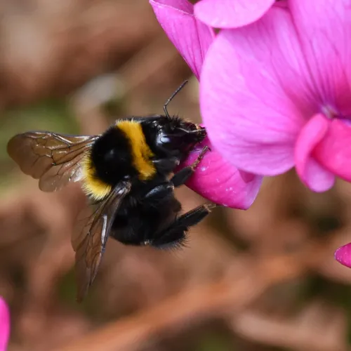 Large Garden Bumblebee - Bombus ruderatus