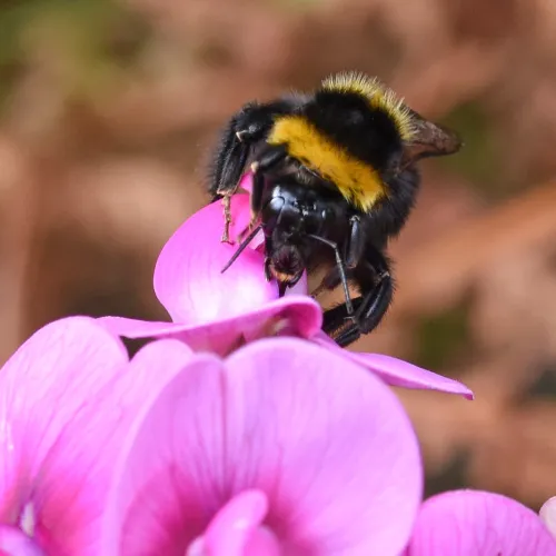 Large Garden Bumblebee - photo 2