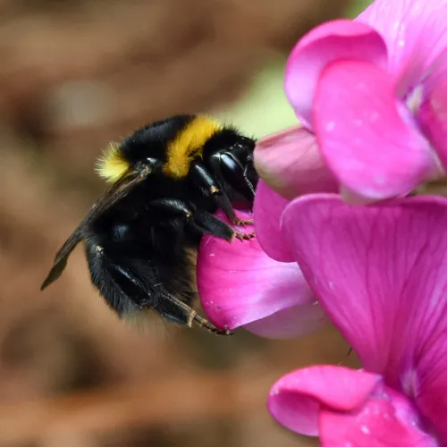 Large Garden Bumblebee - photo 3
