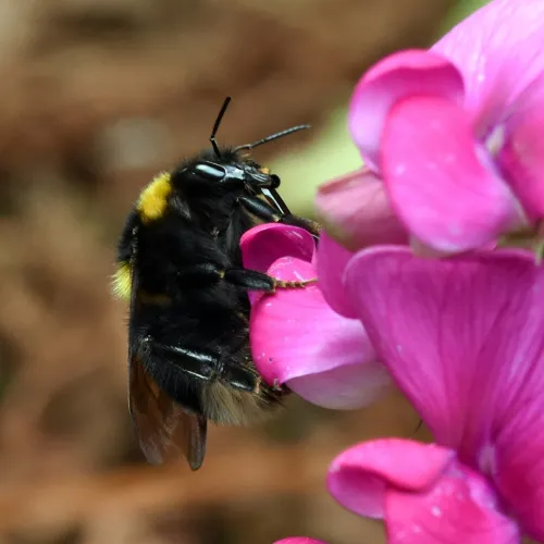 Large Garden Bumblebee - photo 4