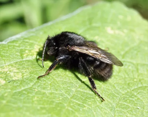 Large Garden Bumblebee - photo 5