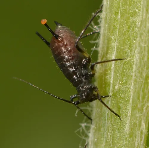 Large Knapweed Aphid - Uroleucon jaceae