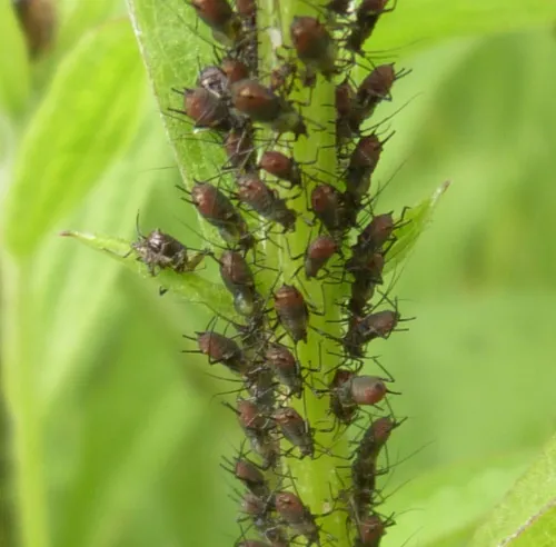 Large Knapweed Aphid - photo 2