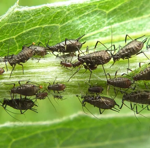 Large Knapweed Aphid - photo 3