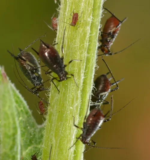 Large Knapweed Aphid - photo 4