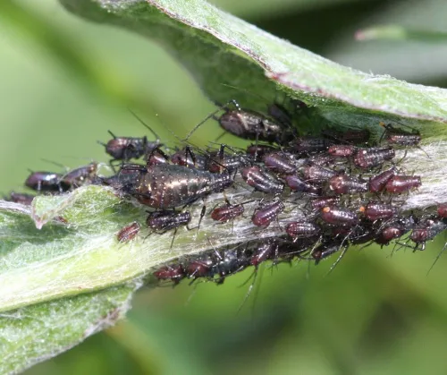 Large Knapweed Aphid - photo 6