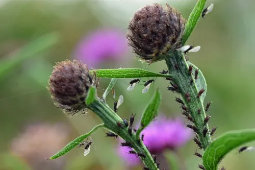 Large Knapweed Aphid - photo 7