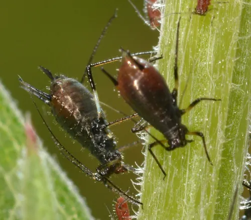 Large Knapweed Aphid - photo 8