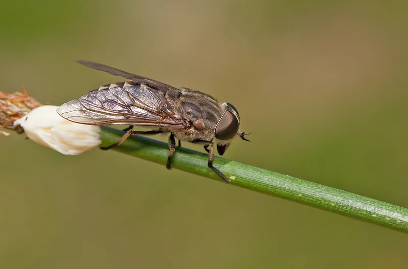 Large Marsh Horsefly - photo 3