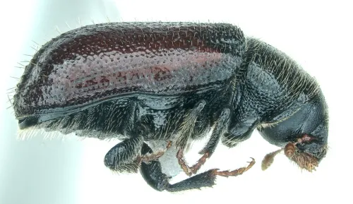 Large Pine-shoot Beetle - photo 2