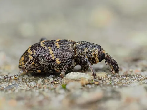 Large Pine Weevil - Hylobius abietis