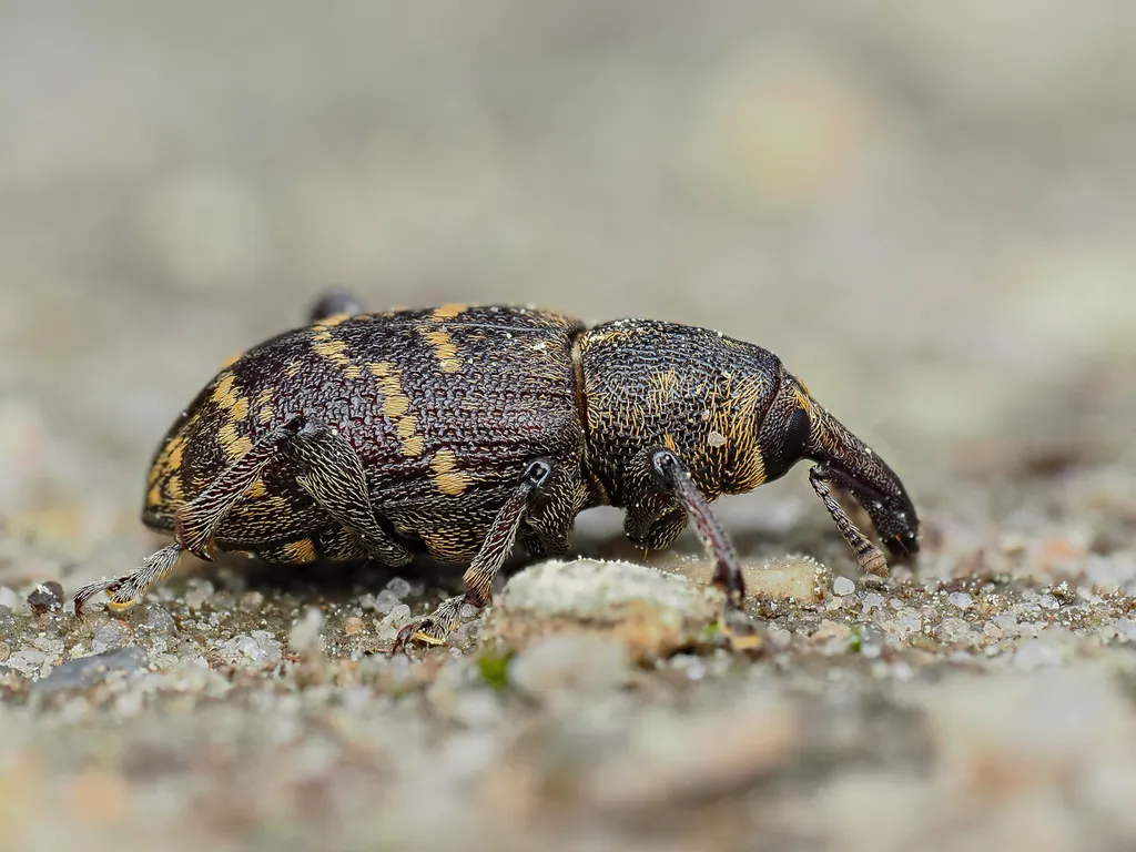 Large Pine Weevil - photo 2