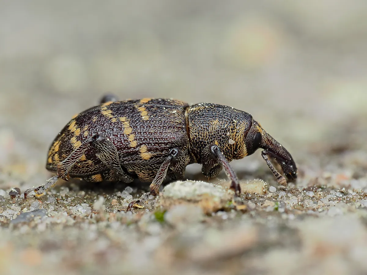 Large Pine Weevil - photo 3