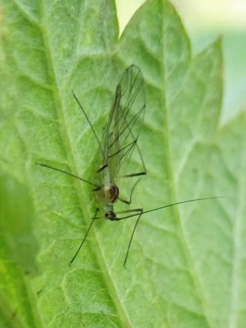 Large Raspberry Aphid