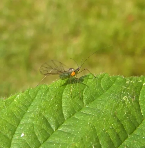 Large Raspberry Aphid - photo 2