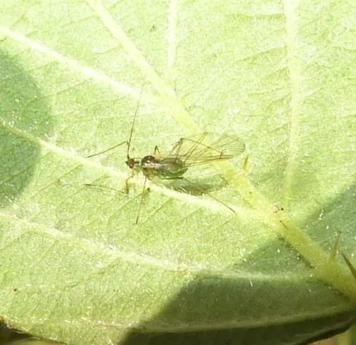 Large Raspberry Aphid - photo 3