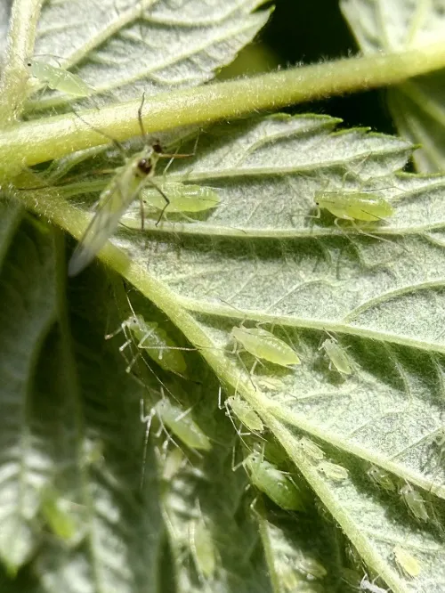 Large Raspberry Aphid - photo 4