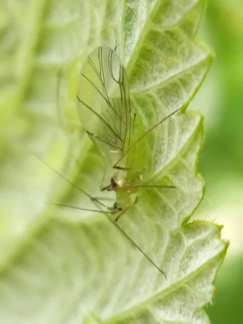 Large Raspberry Aphid - photo 5