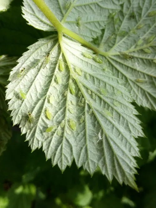 Large Raspberry Aphid - photo 6