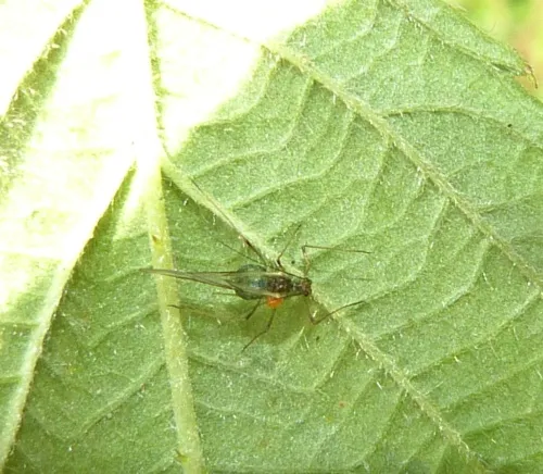 Large Raspberry Aphid - photo 7