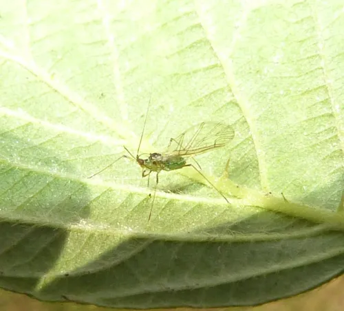 Large Raspberry Aphid - photo 8