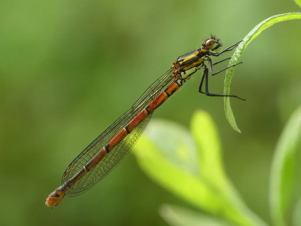 Large Red Damselfly - photo 2