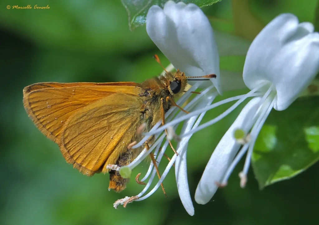 Large Skipper - photo 2