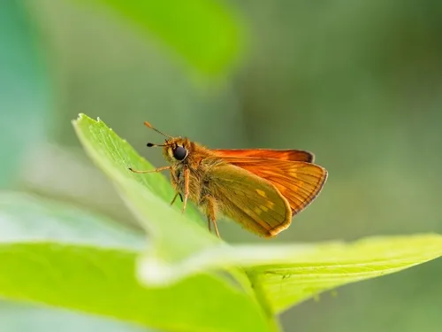 Large Skipper - photo 3