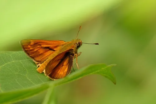 Large Skipper - photo 5