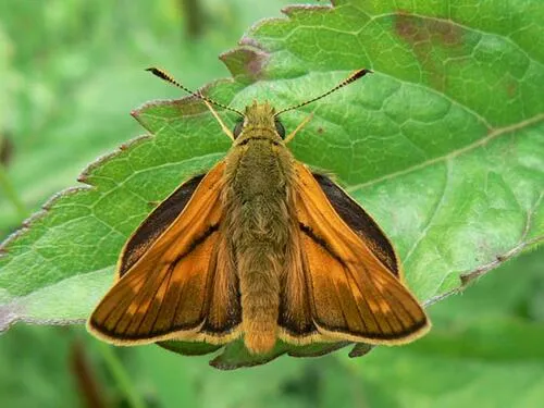 Large Skipper - photo 6