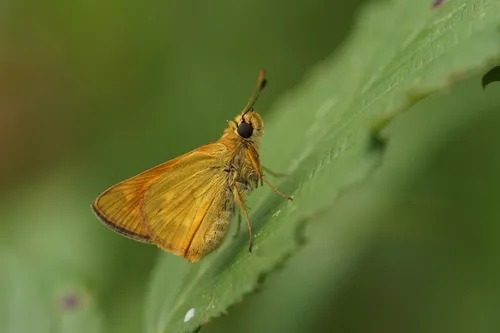 Large Skipper - photo 7