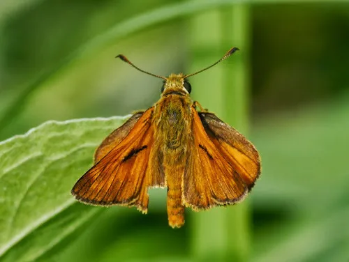 Large Skipper - photo 8