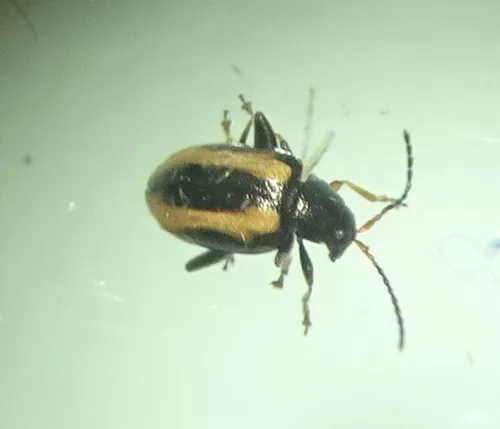 Large Striped Flea Beetle - photo 2