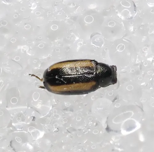 Large Striped Flea Beetle - photo 3
