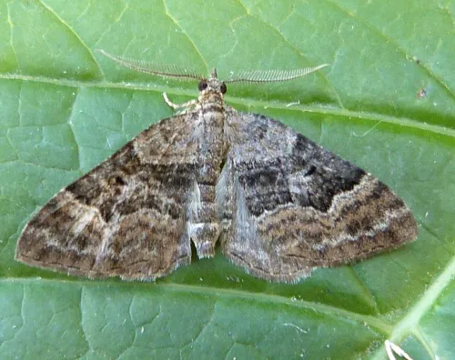 Large Twin-spot Carpet - photo 2