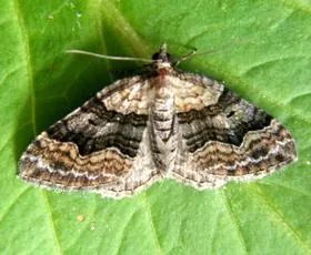 Large Twin-spot Carpet - photo 3