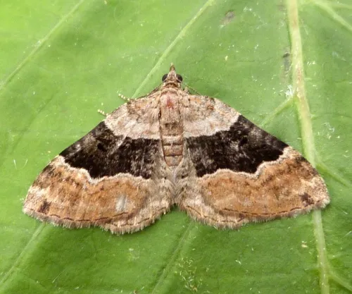 Large Twin-spot Carpet - photo 4