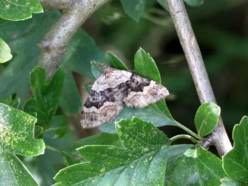 Large Twin-spot Carpet - photo 5