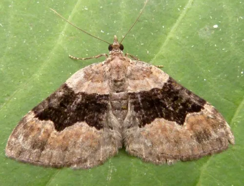 Large Twin-spot Carpet - photo 6