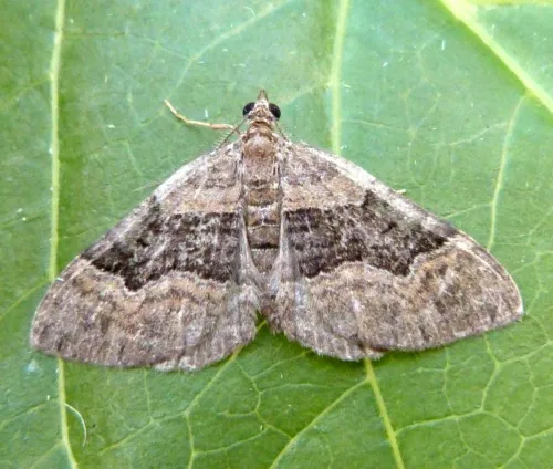 Large Twin-spot Carpet - photo 7