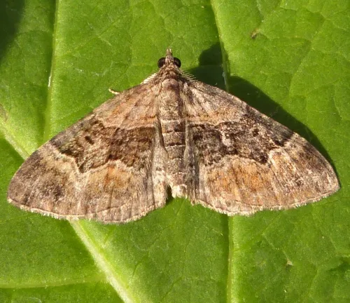 Large Twin-spot Carpet - photo 8