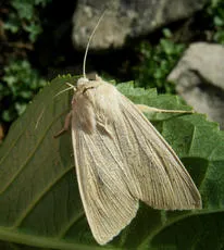 Large Wainscot - photo 2