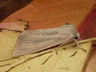 Large Wainscot - photo 3