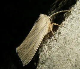 Large Wainscot - photo 4